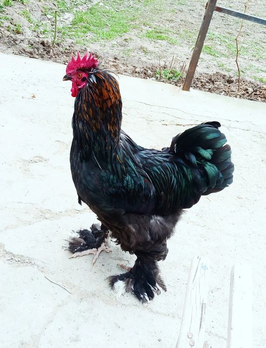 Brama xuroz sotiladi