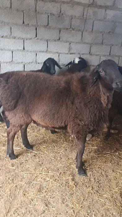 Қўчқор 2 ёшда 2 тиш