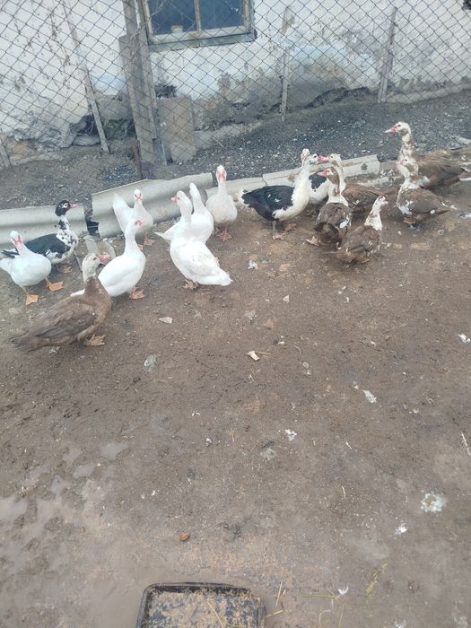 Индоутки хорошие домашние