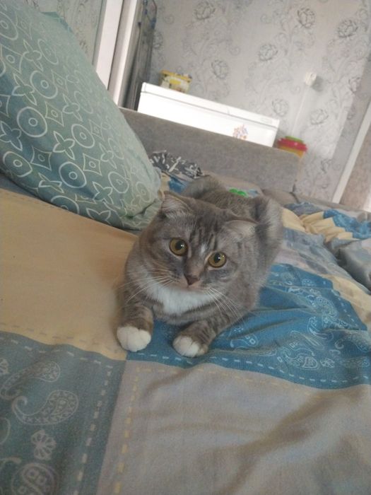 Кошечка ищет друга