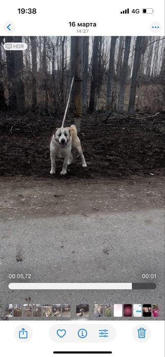 Алабай сатылады срочно ұрғашы