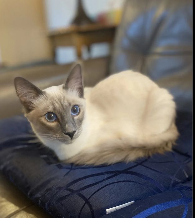 Сиамские котята ..