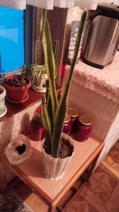 Продам кактусы .