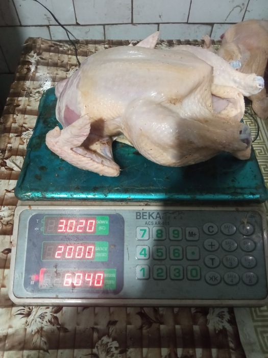 Куры бройлеров продам.