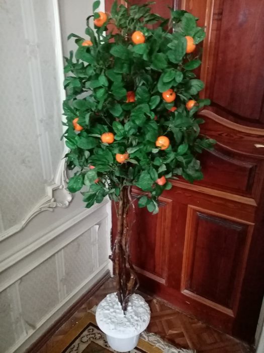 Декоротивные дерево с  мандаринами
