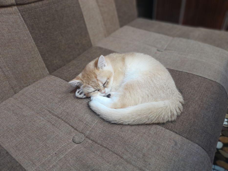 Mushuk . Zalatisti Britanski shinshilla. nu 12