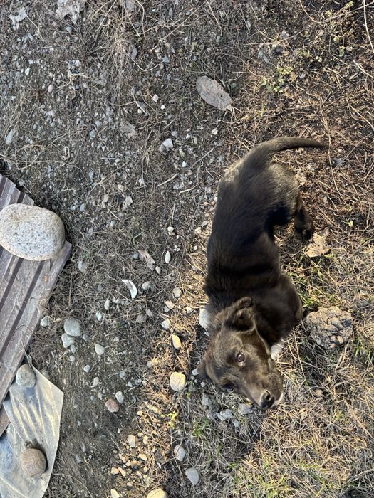 Щенок русский спаниель девочка