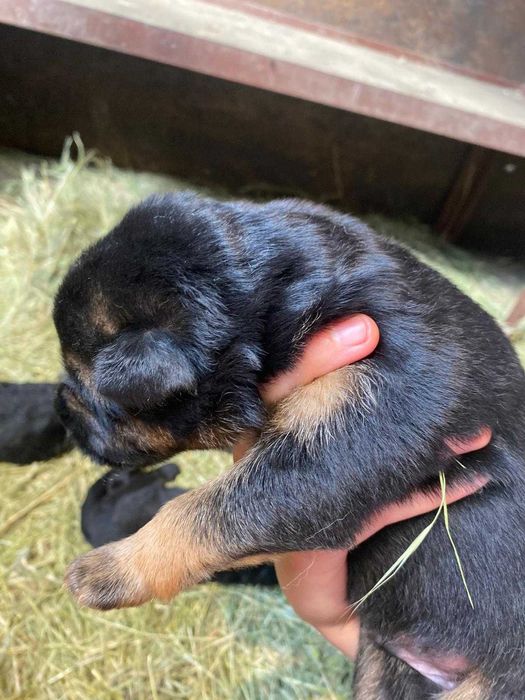 Ciobanesc German 1 luni