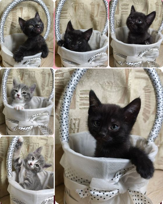 Малыши ищут домик!