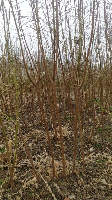 Yong'oq shaftoli bodom o'rik olma ko'chatlari  sotiladi