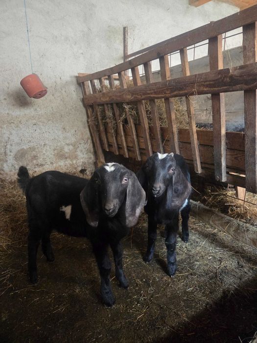 Tapisori anglonubian