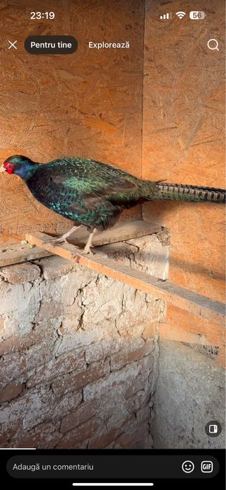 Fazani comuni, tenebros, platină diluată, buff rosu