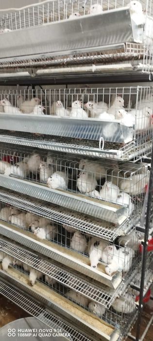 Prepelițe outoare, oua pt consum și incubat! Prepelițe pt sacrificare