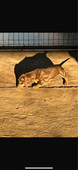 De vanzare femela teckel tekel techel ciocolatie