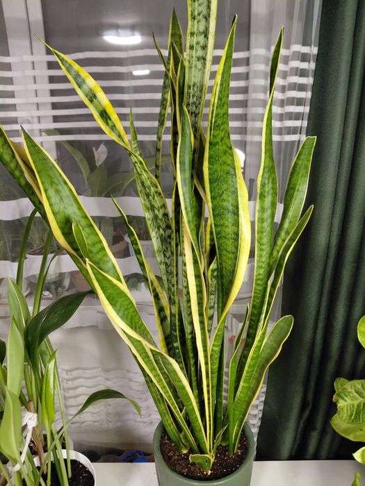 Комнатные красивые цветы