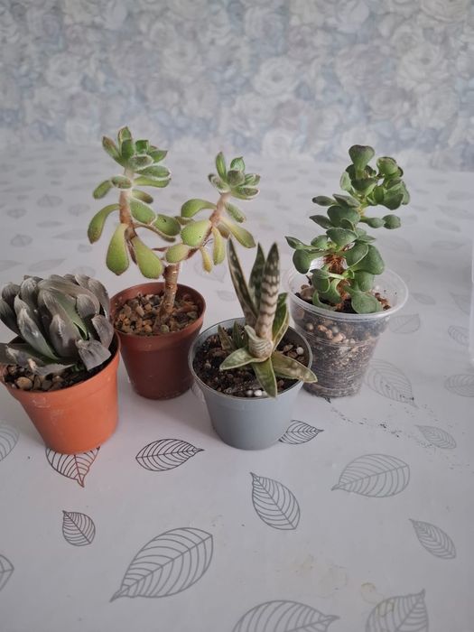 Продам суккуленты