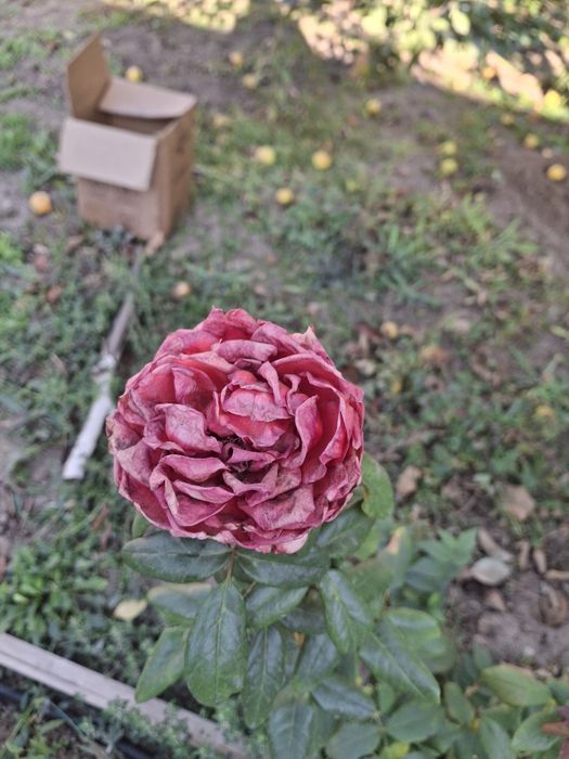 Розы садовые из грунта