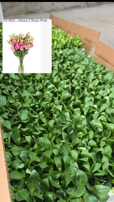 Рассада Эустомы (Лизиантус)