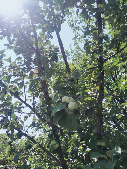 Продам дачу в черте города