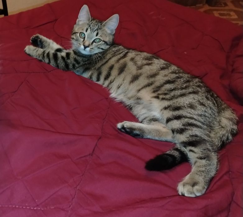 Пристраивается котенок бесплатно