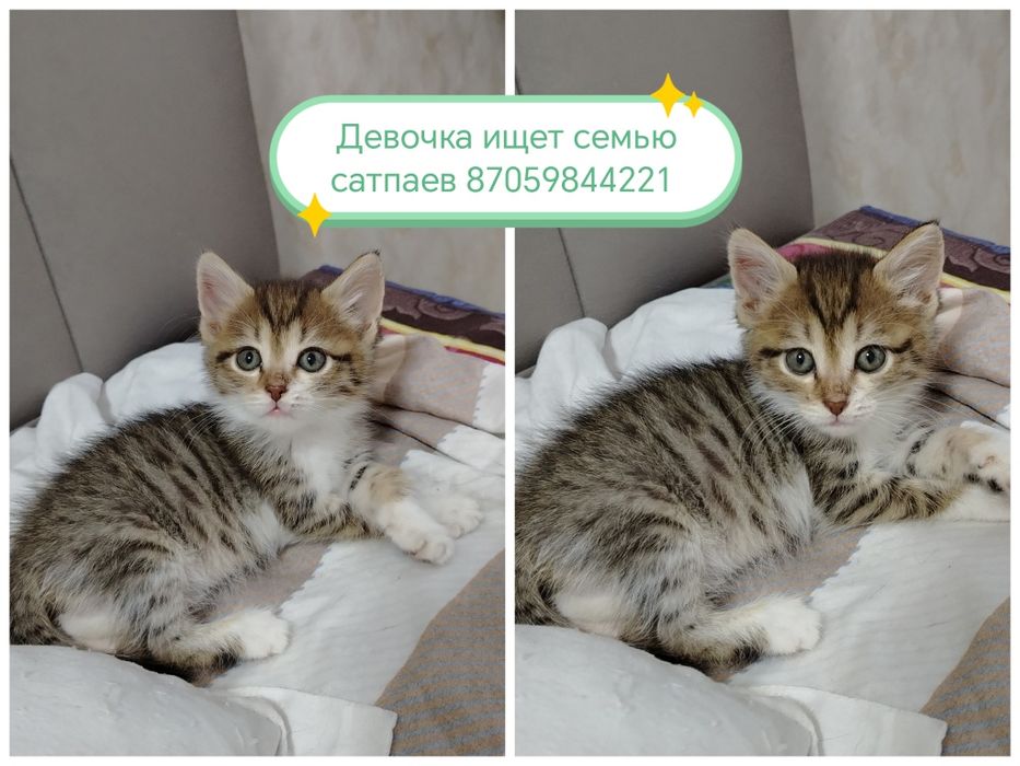 Отдам котят в добрые руки