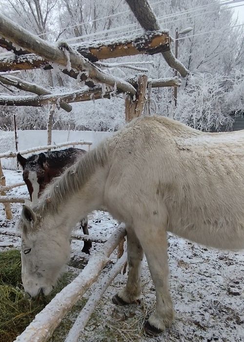 Қысыр бие ірі бие