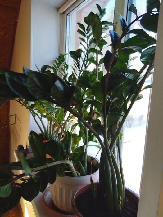 Продам замиакулькус доллоровое дерево