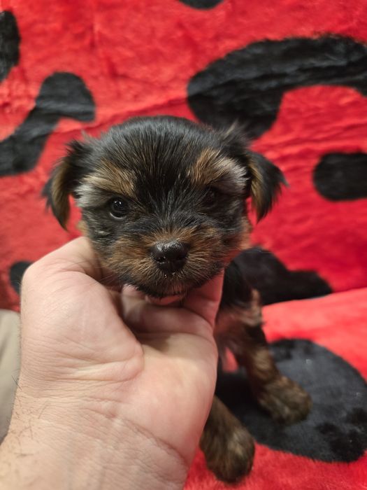 Мини йоркширски териер