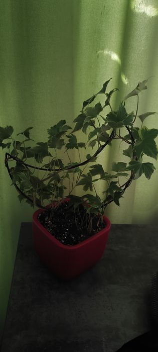 Плющь комнатный обыкновенный