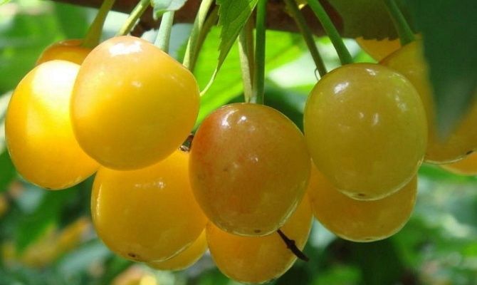 Cireș imperial galben