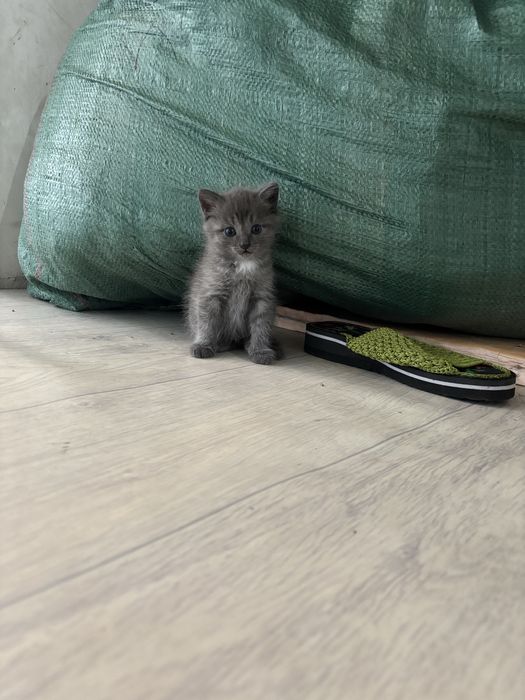 Отдаём маленких котят