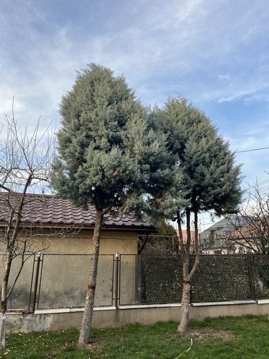 Brad argintiu de Craciun brazi vii