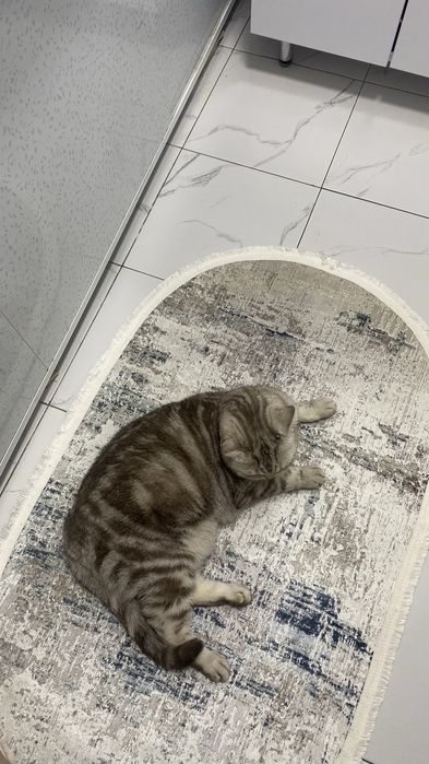 отдам кошку в хорошие руки