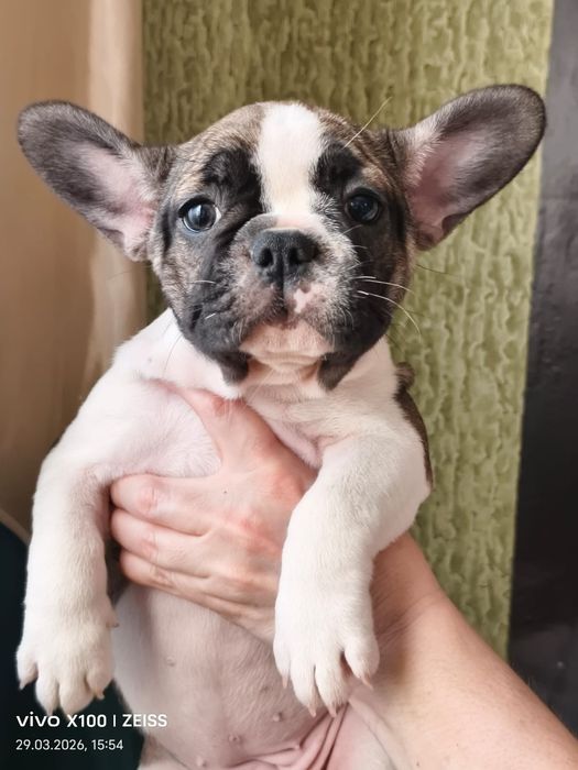Щенки французского бульдога.