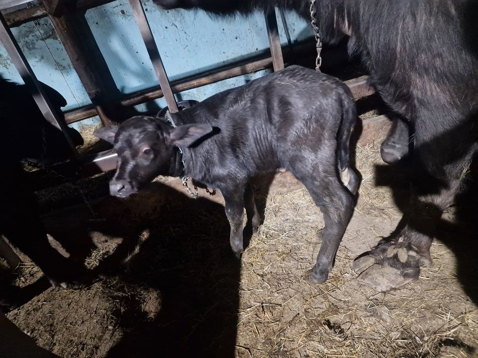 Vând vițel de bivol