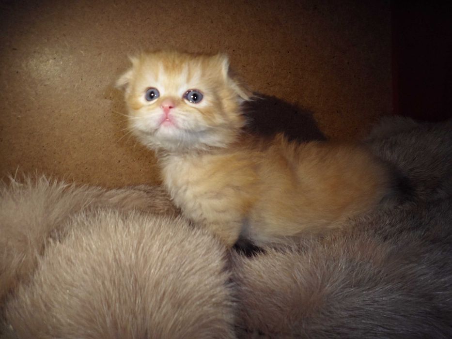 Чудесный шиншила мальчик скоттиш фолд