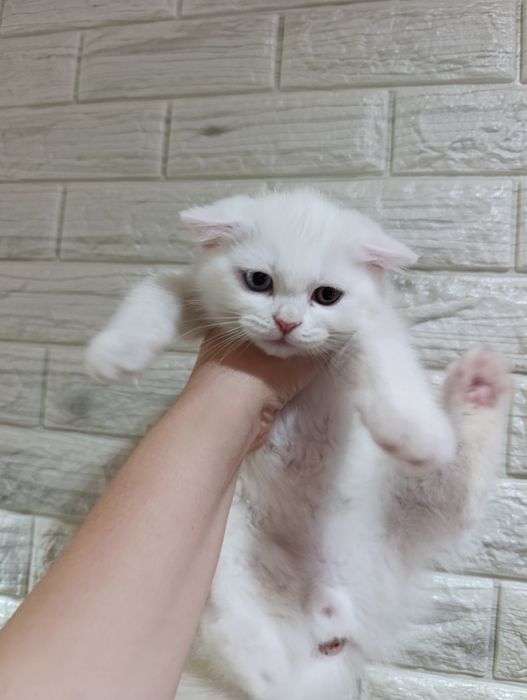 Котёнок белый фолд мальчик