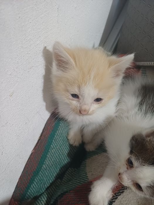 Котята ищут новые семьи