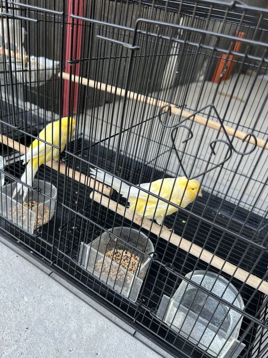 Канарейка Йоркшир самец ( нар ) Туркия