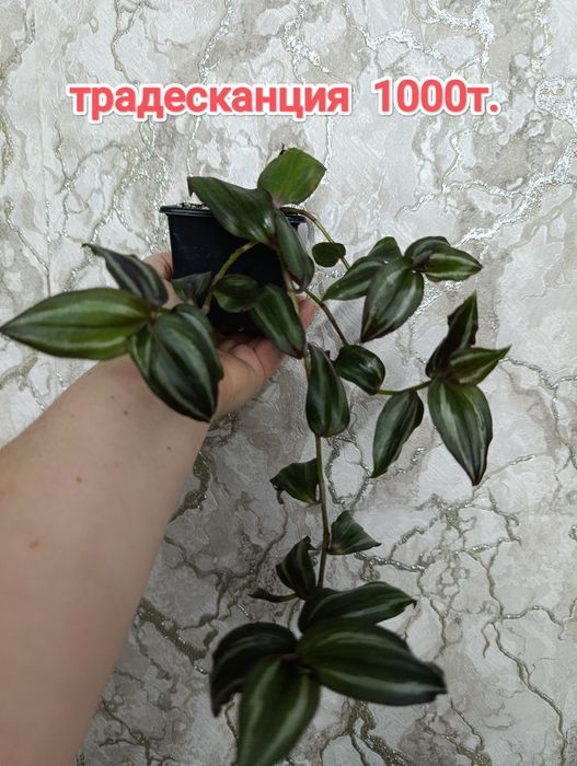 Комнатные растения кжби