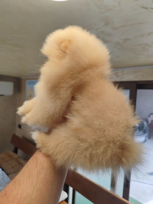 Померан мини мъжко и женско