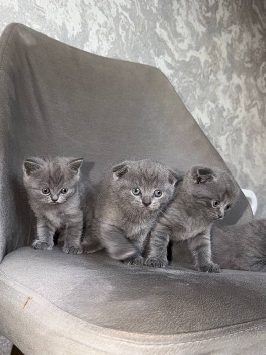 Котята чистокровные