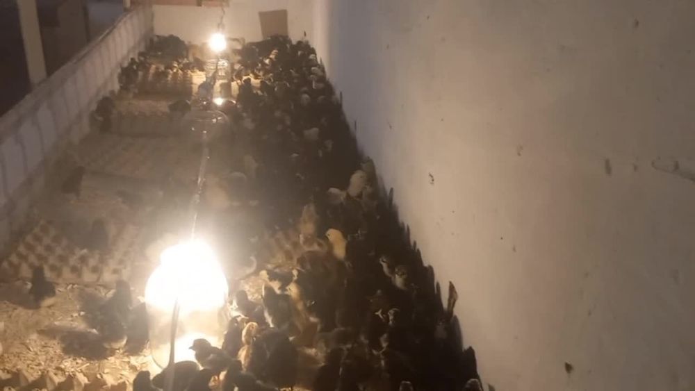 Andijon qora tovuq va rangli joʻjalar sotiladi inkubator xizmati ham b