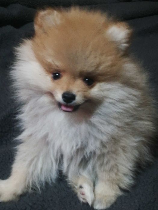 Красивые щенки шпица