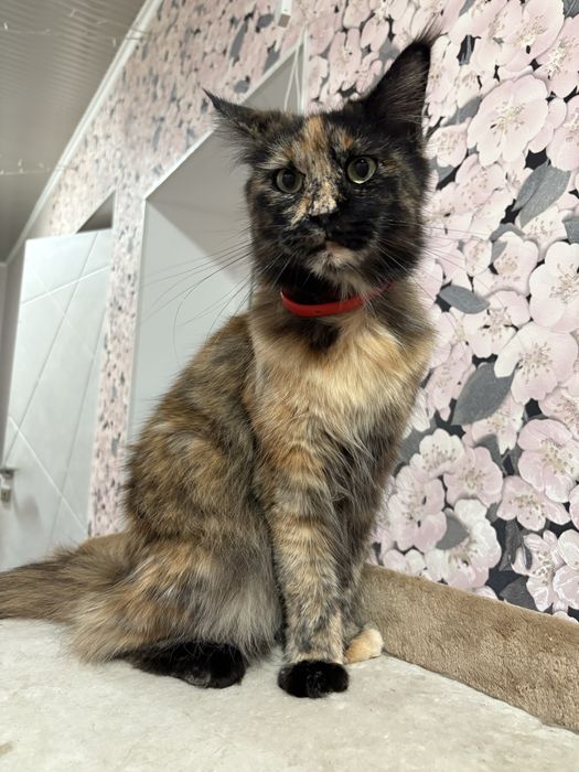 Мюмаин-кун девочка