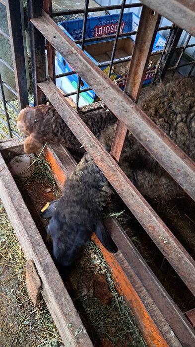 Бараны кой сатылады