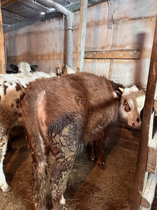 Продам бычков вышак  3 головы