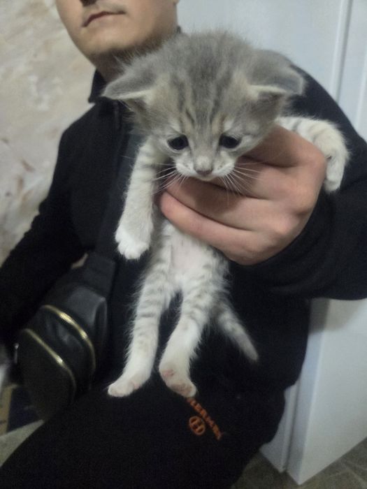 Маргаулар тегин беремын