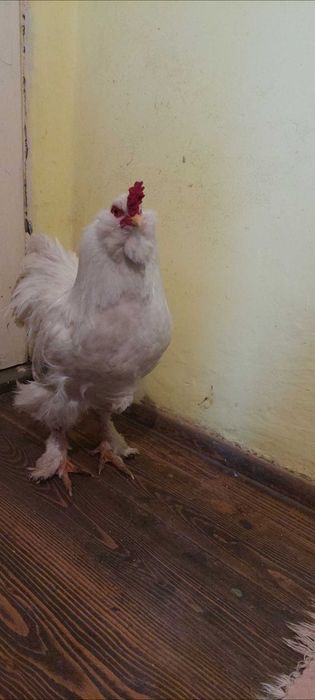 Araucana alb pereche.