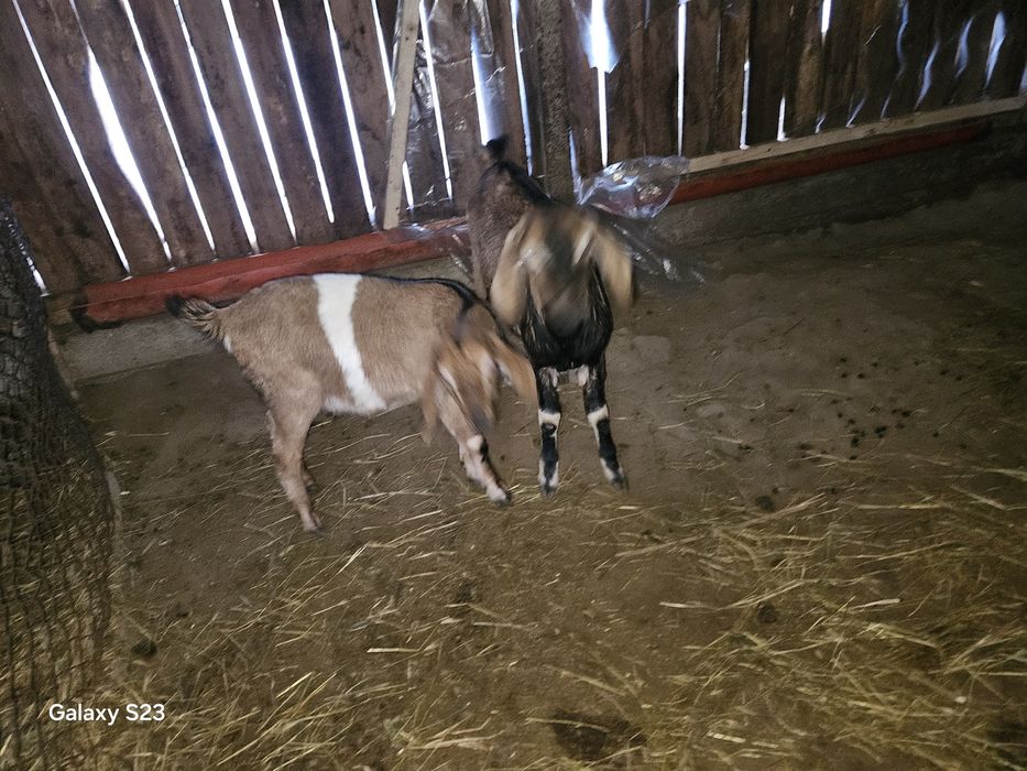 O pereche de iezi  Anglo nubieni din părinți cu pedigree